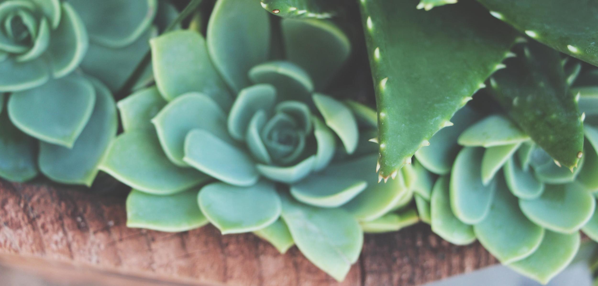 Succulent Sighting: Disneyland :: The succulents of Rancho del Zocalo restaurant in Frontierland at Disneyland Resort in California.&nbsp;